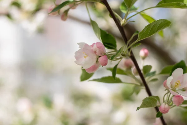 白花の春のリンゴの木の花の枝 クローズアップ — ストック写真