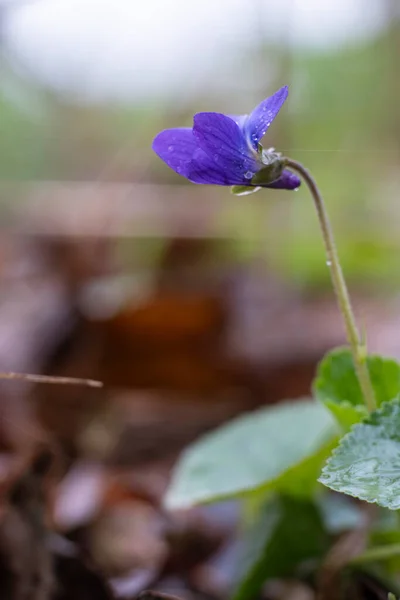 Viola Reichenbachiana Flor Del Bosque Silvestre Creciendo Aire Libre Día —  Fotos de Stock