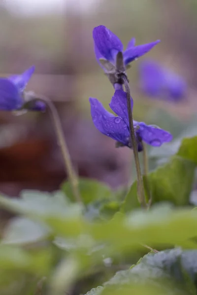 Viola Reichenbachiana Flores Silvestres Que Crecen Aire Libre Día Primavera —  Fotos de Stock