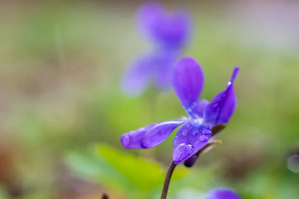 Viola Reichenbachiana Flor Del Bosque Silvestre Creciendo Aire Libre Día —  Fotos de Stock