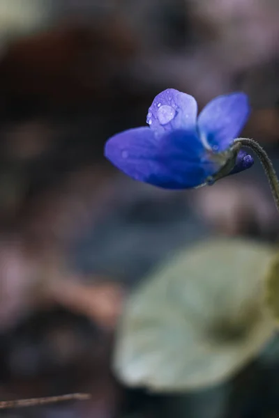 Viola Reichenbachiana Wilde Waldblume Wächst Frühlingstag Freien — Stockfoto