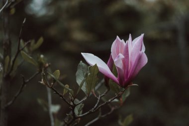 Magnolia Çiçekleri küçük şehir bahçesinde
