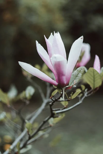 Magnolia Flores Flor Jardín Ciudad Pequeña — Foto de Stock