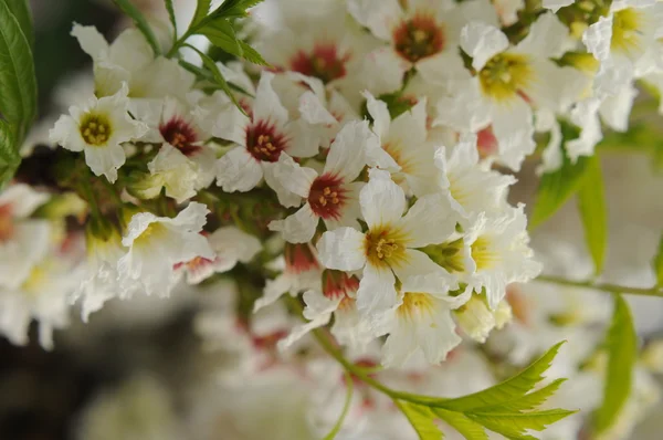 Ramo Árvore Flor Com Flores Brancas Conceito Primavera — Fotografia de Stock