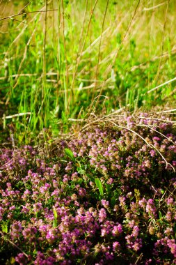 Çayırdaki yabani çiçekler 