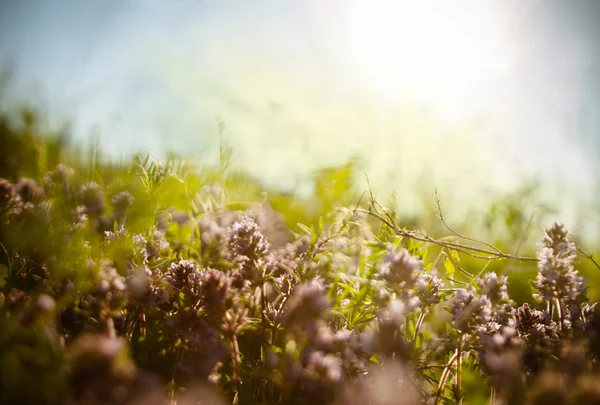 Vilda blommor på ängen. Naturligt ljus bakgrund — Stockfoto