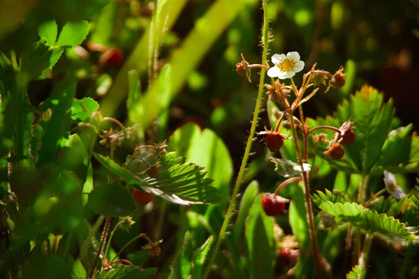 Wild strawberry flower on the meadow — Stock Photo, Image