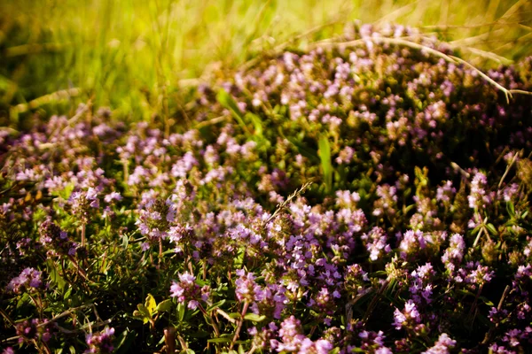草原の夏の花 — ストック写真