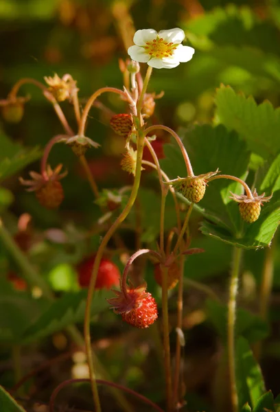 मधमाशावर वन्य स्ट्रॉबेरी फूल — स्टॉक फोटो, इमेज