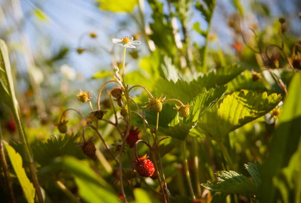 Flor de morango selvagem no prado — Fotografia de Stock