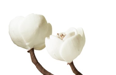 Romantik çiçek çiçekler üzerinde beyaz izole