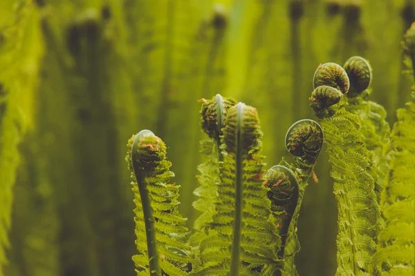 Ferns bahar arka planda
