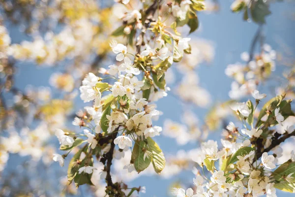 Szép Tavaszi Virágzás Természet Háttér Területen Fehér Virágzó Kék Stock Kép