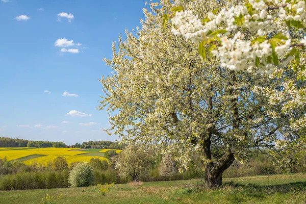 Schöne Frühlingsblüte Natur Hintergrund Mit Dem Feld Weiß Blühenden Baum Stockbild