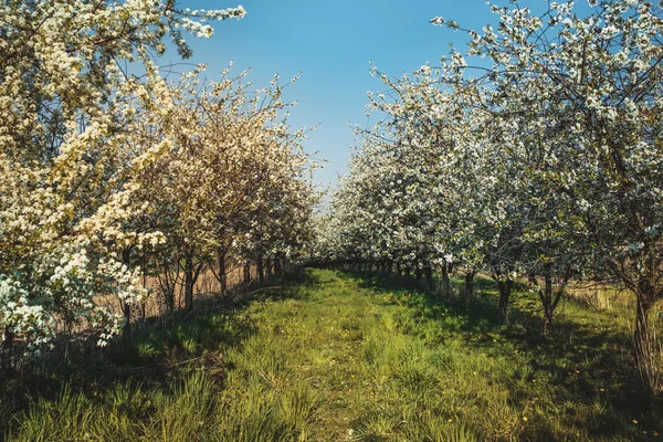 Szép Tavaszi Virágzás Természet Háttér Területen Fehér Virágzó Kék Jogdíjmentes Stock Fotók