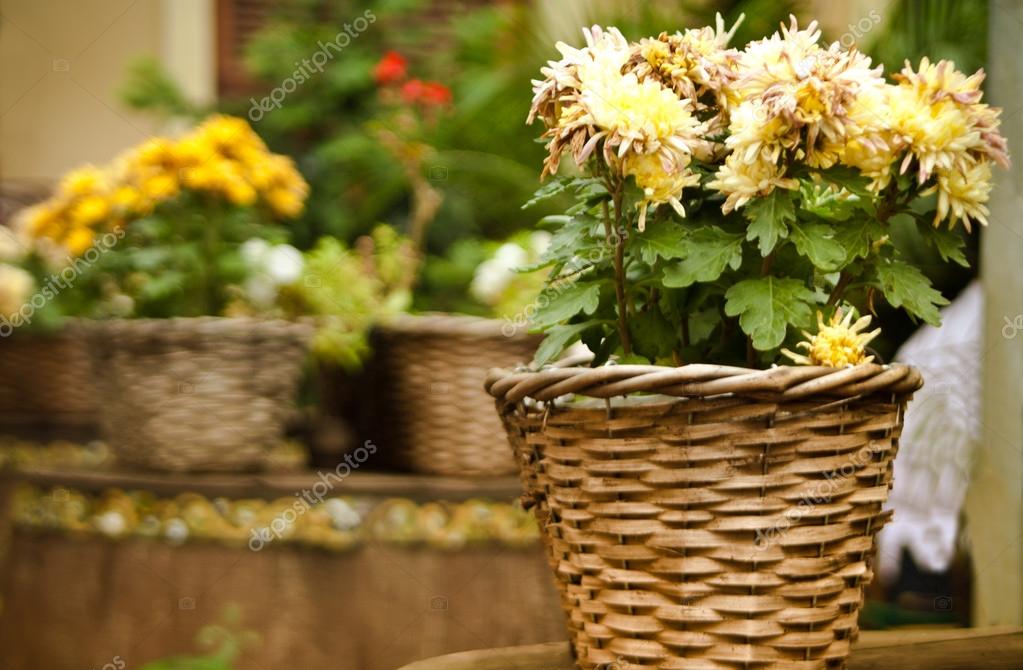 Beautiful chrysanthemums in pots outdoors Stock Photo by ©fajnokg 52108233