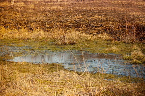 Widok na tereny podmokłe — Zdjęcie stockowe