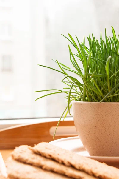 Tray with crispbreads and cup of grass — Stock Photo, Image