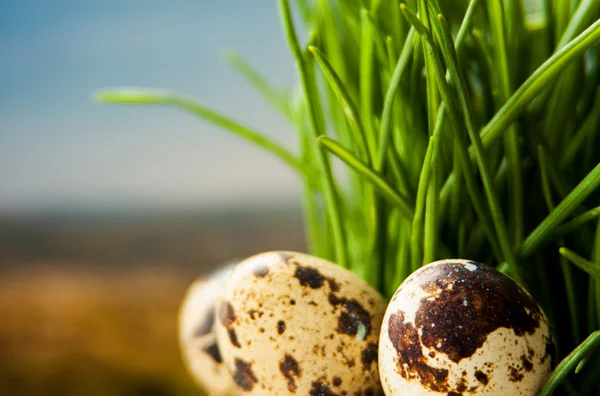 Ovos de codorna e penas em grama verde sob o céu azul — Fotografia de Stock