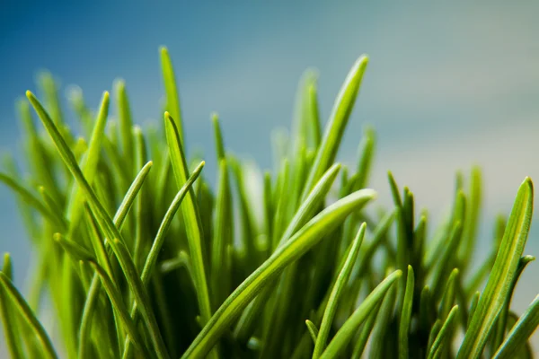 Green grass macro natural background — Stock Photo, Image