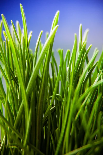 Abstract natural background with grass — Stock Photo, Image