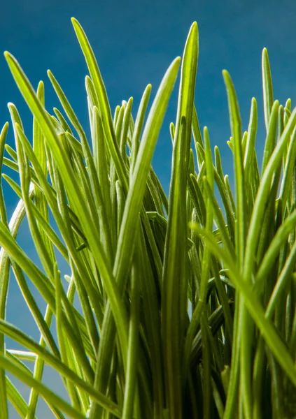 Groen gras macro natuurlijke achtergrond — Stockfoto