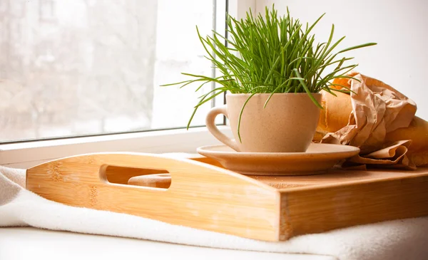 Tray with grass on the window sill — Stock Photo, Image
