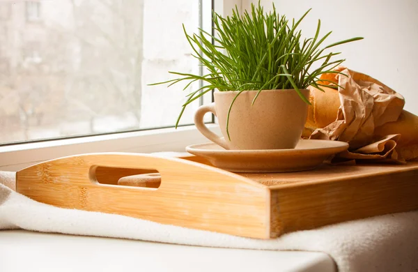 Tray with grass on the window sill — Stock Photo, Image