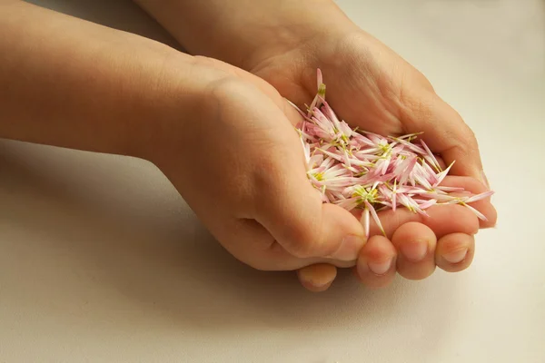 Enfant tient les pétales de fleur dans les mains — Photo