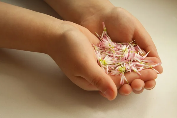 Enfant tient les pétales de fleur dans les mains — Photo