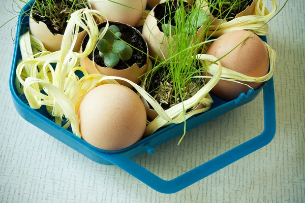 Ovos decorados com grama — Fotografia de Stock