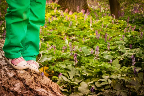 Niño en el árbol en el bosque —  Fotos de Stock