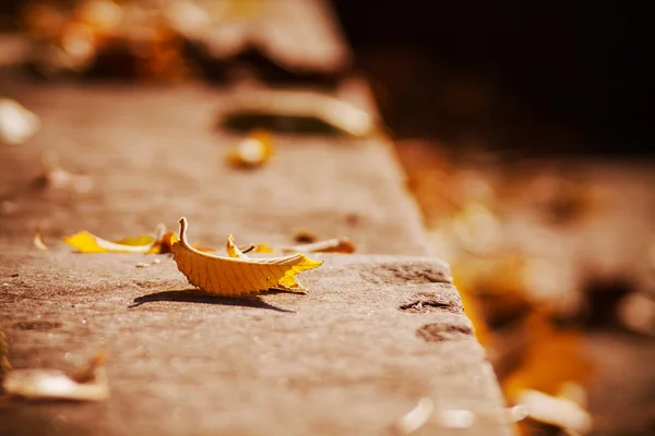 Autumnal leaves in a park — Stock Photo, Image