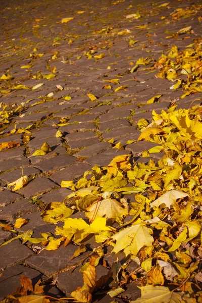 Autumn leaves on walkway — Stock Photo, Image