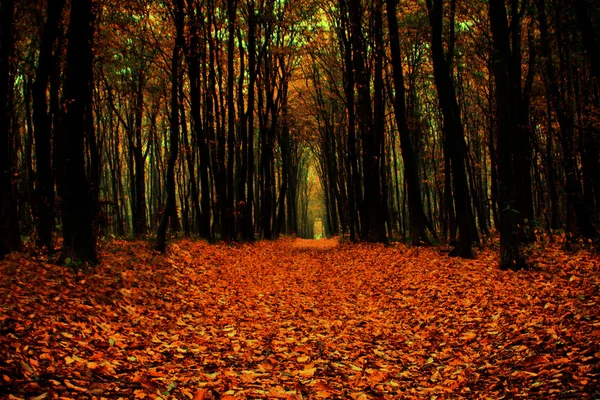 Strada attraverso gli alberi con foglie autunnali che coprono il terreno — Foto Stock