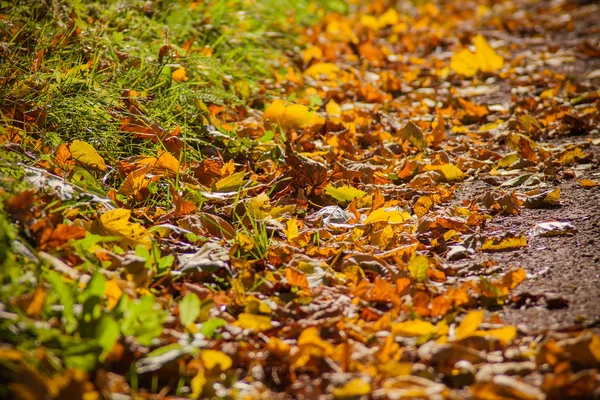 Autumnal leaves in a park — Stock Photo, Image