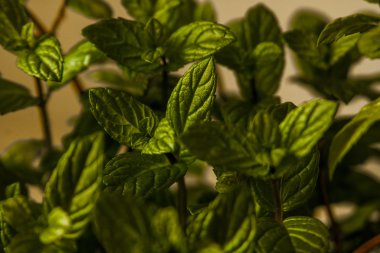 Bahar yumuşak yaprakları