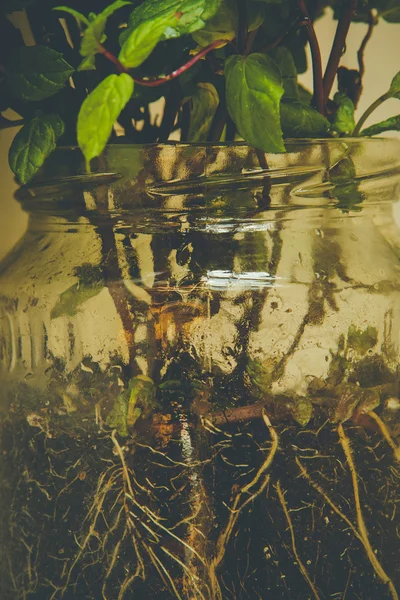 Pianta giovane in un vaso di vetro — Foto Stock