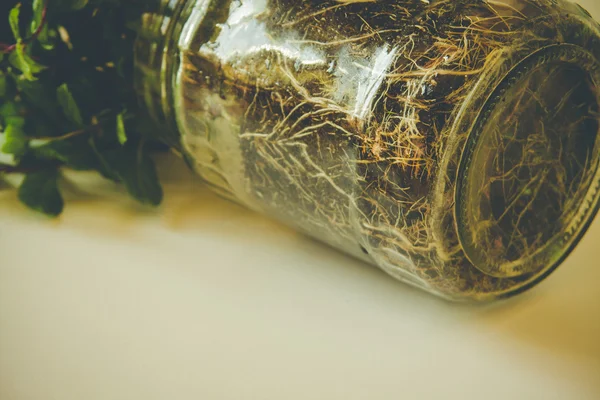 Young plant in a glass jar — Stock Photo, Image