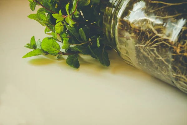 Young plant in a glass jar — Stock Photo, Image