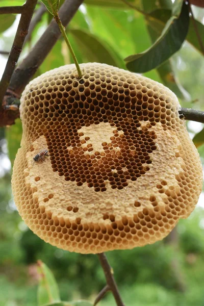 Bienenwaben in der Natur — Stockfoto