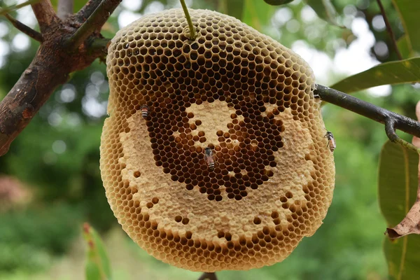 El panal en la naturaleza — Foto de Stock