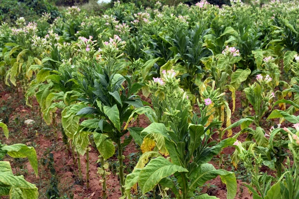 Campos de tabaco en el sur del estado indio —  Fotos de Stock