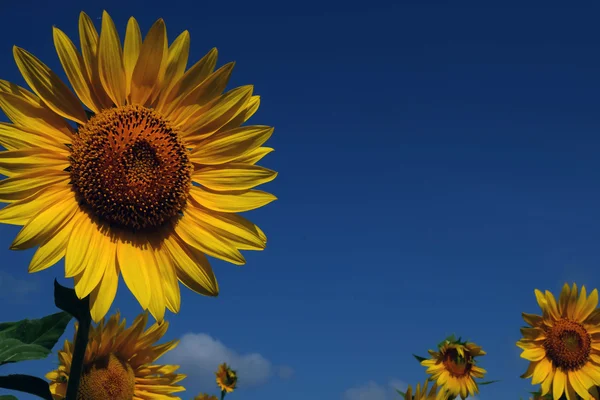 Champ de tournesol — Photo