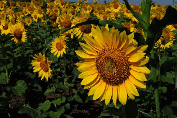 Champ de tournesol — Photo