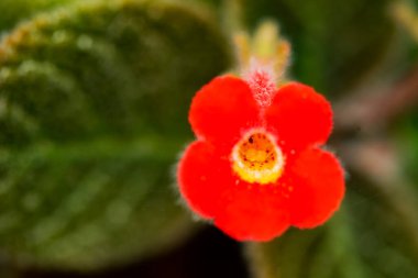 kırmızı çiçek yetiştiren otun makro fotoğrafı.