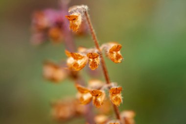 Tulsi 'nin kuru çiçeği, kutsal fesleğen (Ocimum tenuiflorum) bahçede..