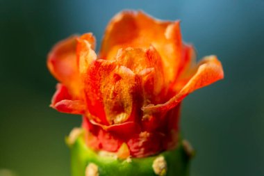 Çiçek açan kaktüs bitkisinin makrofotoğrafçılığı.