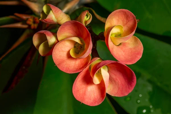 Euphorbia Milii Crown Thorns Christ Plant Christ Thorn Species Flowering — Stock Photo, Image