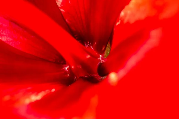 Vörös Hibiszkusz Hibiscus Rosa Sinensis Makró Fotózás — Stock Fotó